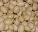Soya bean sorting, sorter for soya bean