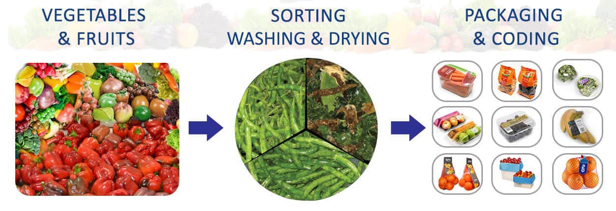 sorting, drying, washing, fruit & vegetable, sorting machine